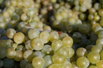 Marienkäfer auf Weintrauben